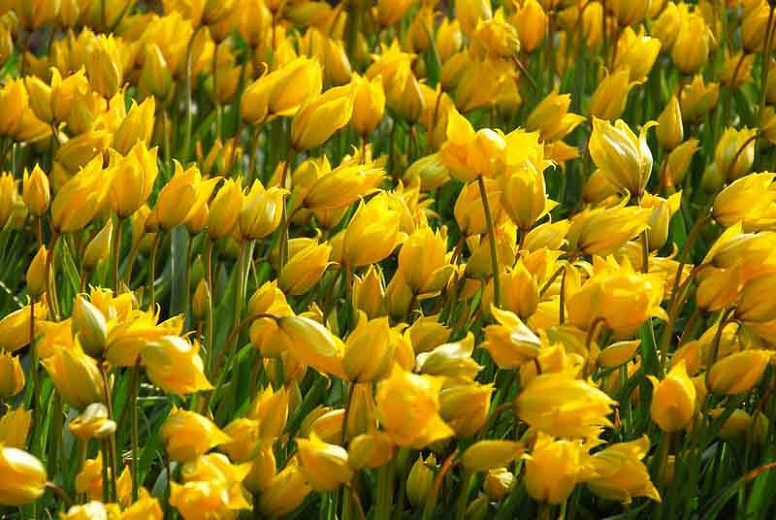 Tulipa Sylvestris, Tulip Sylvestris, Botanical Tulip, Tulip Species, Rock Garden Tulip, Wild Tulip, Woodland Tulip, Florentine Tulip, Yellow tulip